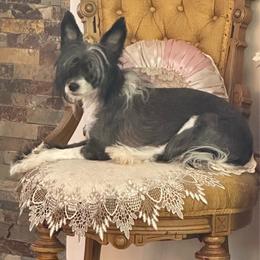 Cecilia - Chinese Crested