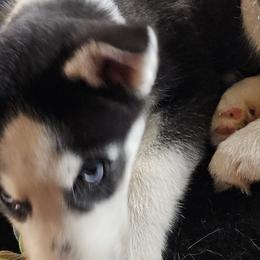 Siberian Huskies from Apple Oak Castle Siberians