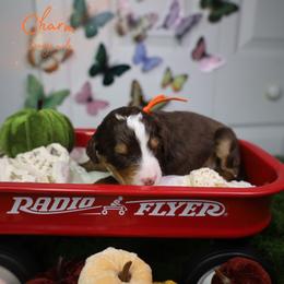 Charm 10th pick - Brown and white male Bernedoodle puppy in Fort Myers, Florida from Little Golden Farm