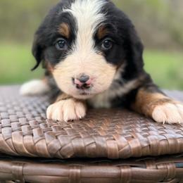 Girl 1 - Tri-color female Bernedoodle puppy in Montrose, Michigan from Livy’s Doodles