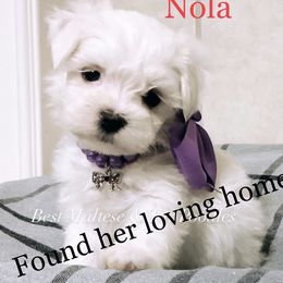 Companion Cross, Maltese, and Maltipoo Puppies from Best Maltese & Toy Poodles of Texas