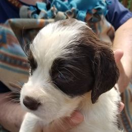 Girl 2 - Liver and white female English Springer Spaniel puppy in St. Louis, Michigan from Jo's Gems Springer