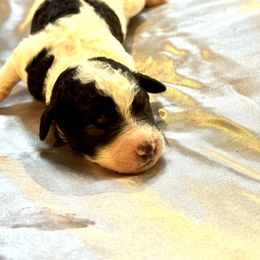 Almond joy - Parti male Goldendoodle puppy in Cross, South Carolina from DoodleDandy & Danes