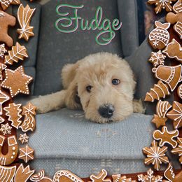 Fudge - Cream male Goldendoodle puppy in Rochester, New York from Yankee Doodle Doggies