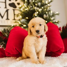 Girl 1 - female Golden Retriever puppy in Sanger, California from SDPREMIERGOLDENS