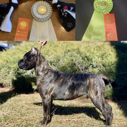 Cane Corso Puppies from Virtue Cane Corso