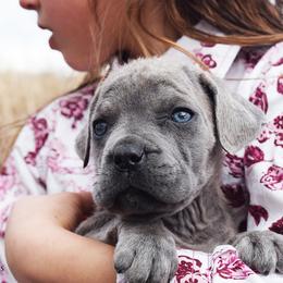 Girl 4 - Gray brindle female Cane Corso puppy in Emmett, Idaho from NorthWood’s Cane Corso