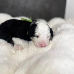 Ms. Green - Black tri-color female Aussiedoodle puppy in San Antonio, Texas from Lovable Doodles SA