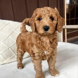 Olive - Red  female Goldendoodle puppy in S AI Nt John, Indiana from Lulu's Goldendoodles