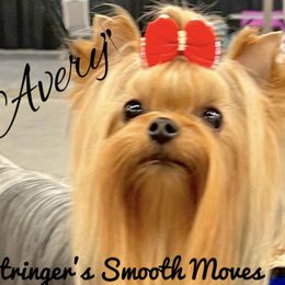 Avery - Yorkshire Terrier