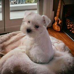 Labradoodle, Miniature Schnauzer, and Poodle Puppies from Orange Blossom Kennel