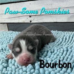 Bourbon - Blue male Pomsky puppy in Krum, Texas from Paw-Some Pomskies