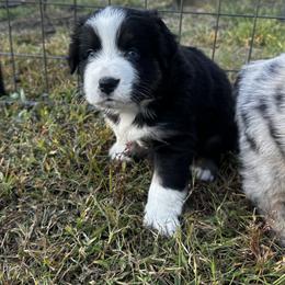 Australian Shepherd Puppies from Hamilton Farms