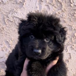 German Shepherd Puppies from Von Gonzalez Kennel