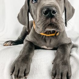 Dachshund, Great Dane, and Yorkshire Terrier Puppies from WZ Kennels