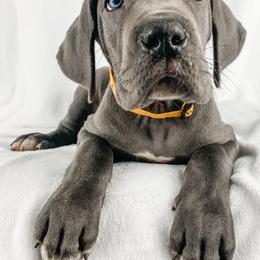 Dachshund, Great Dane, and Yorkshire Terrier Puppies from WZ Kennels