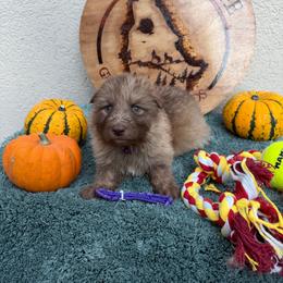 Purple Collar girl - Sable female German Shepherd puppy in Columbus, Mississippi from Olde Wolfe German Shepherds
