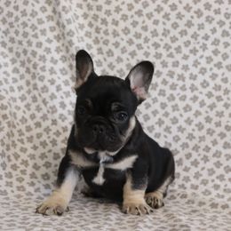 Scout - Tricolors male French Bulldog puppy in Manchester, Michigan from Small Town Frenchies
