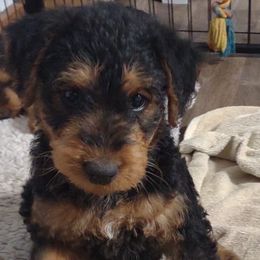 Girl 2 - Black and tan Airedale Terrier puppy in St. Cloud, Minnesota from RegalAire Kennels