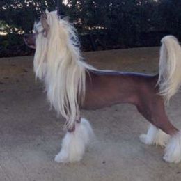 Chinese Cresteds from Gracieux Chinese Cresteds