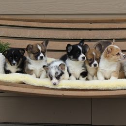 American Corgi and Pembroke Welsh Corgi Puppies from Abundant Joy Corgis