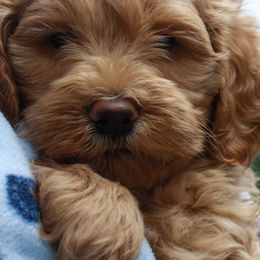 Labradoodles, Labrador Retrievers, and Poodles from Oregon Coast Labradoodles