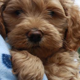 Labradoodles, Labrador Retrievers, and Poodles from Oregon Coast Labradoodles