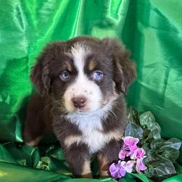 Scarlett - Red tri female Miniature Australian Shepherd puppy in Granbury, Texas from Jubilee Acres