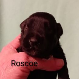 Roscoe - Black male Miniature Schnauzer puppy in Midland, Texas from Shebbies Puppy Palace