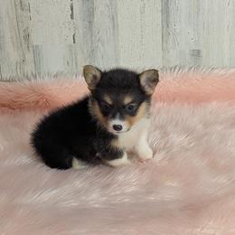 Paisley Ann - Black and tan female American Corgi puppy in Lufkin, Texas from Texas Lil Cowdogs