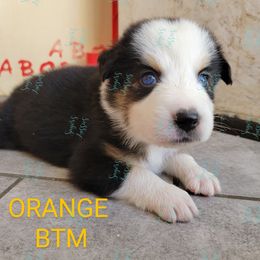 Boy 3 - Black Australian Shepherd puppy in Bakersfield, California from Sager Wiggle Butt Aussies