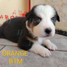 Boy 3 - Black Australian Shepherd puppy in Bakersfield, California from Sager Wiggle Butt Aussies