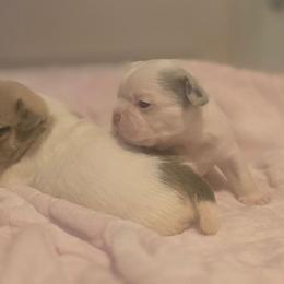 Olaf - White male French Bulldog puppy in Pleasant Hill, Iowa from Courtney Nicole's Mal Shihs & Goldendoodles