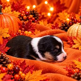 Reba - Black and white female Cardigan Welsh Corgi puppy in Kerens, West Virginia from Leather & Lace