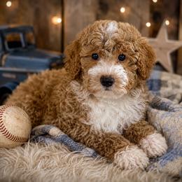 George - Red  male Goldendoodle puppy in Sheridan, Arkansas from Arkie Doodles