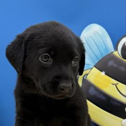 Green - Black female Labrador Retriever puppy in Heath Springs, South Carolina from Rich Hill Retrievers