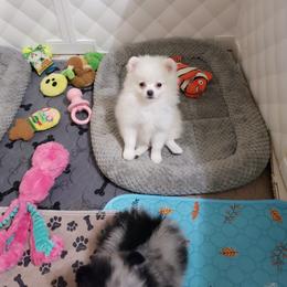 Bella - White female Pomeranian puppy in Downers Grove, Illinois from Forever Pomeranians