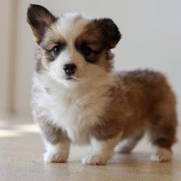 Piper - Red female Pembroke Welsh Corgi puppy in Genola, Utah from Pyne Corgis