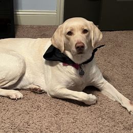 AKASHA - Labrador Retriever