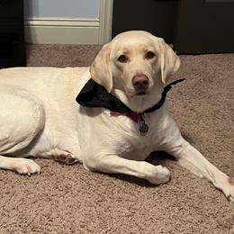 AKASHA - Labrador Retriever