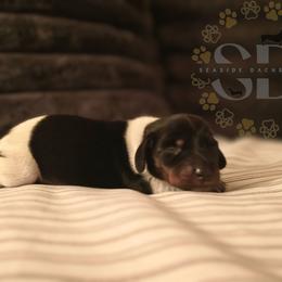 Lincoln - Piebald male Dachshund puppy in Ocala, Florida from Seaside Dachshunds