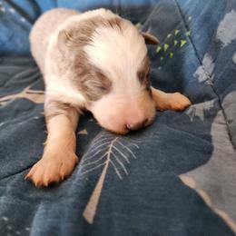 Bunny - Panda female German Shepherd puppy in Los Lunas, New Mexico from Mali's German Shepherds LLC