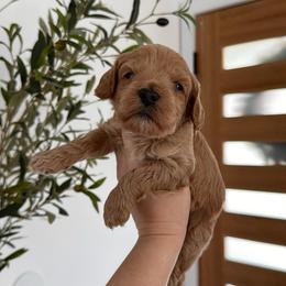 Americano - Apricot male Goldendoodle puppy in Los Angeles, California from Canary Pawlm Doodles
