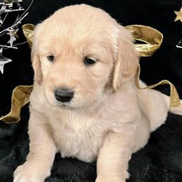 Golden Retrievers from CosmicGold Retrievers
