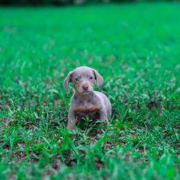 Raviella - Fawn (isabella) and tan female Dachshund puppy in Fort Myers, Florida from Blossom Paws