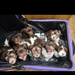 Havanese Puppies from Hearts of Joy Havanese