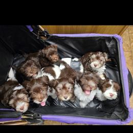 Havanese Puppies from Hearts of Joy Havanese