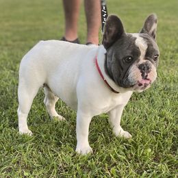 Lucy - French Bulldog