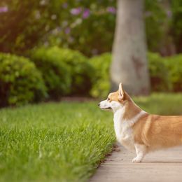 Pembroke Welsh Corgi All Grown Up from Moonbow Pembrokes