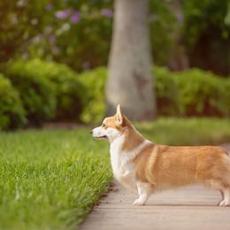 Pembroke Welsh Corgi All Grown Up from Moonbow Pembrokes